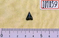 藏品(噬人鯊牙齒化石)的圖片